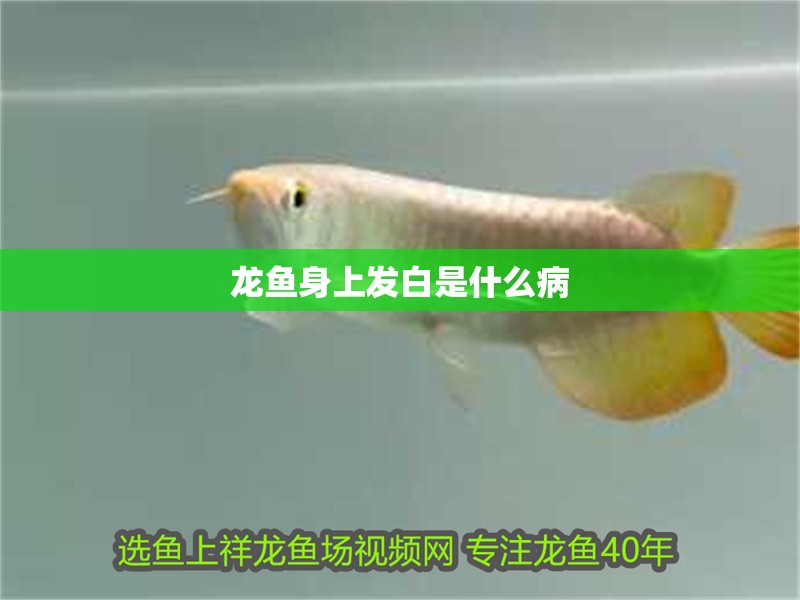 龍魚身上發白是什么病