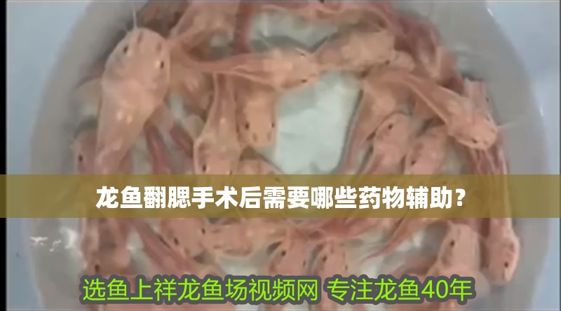 龍魚翻腮手術(shù)后需要哪些藥物輔助？
