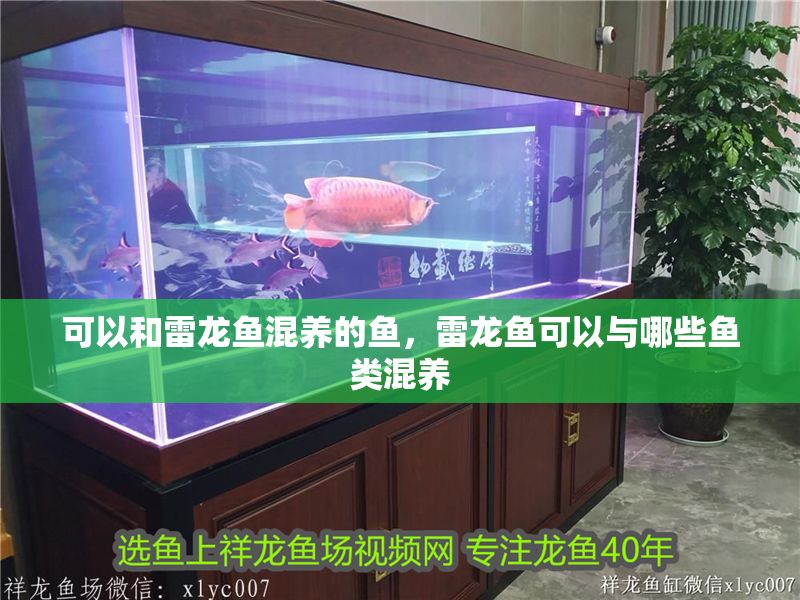 可以和雷龍魚混養的魚，雷龍魚可以與哪些魚類混養