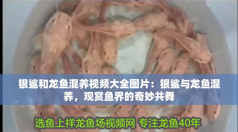 銀鯊和龍魚混養視頻大全圖片：銀鯊與龍魚混養，觀賞魚界的奇妙共舞