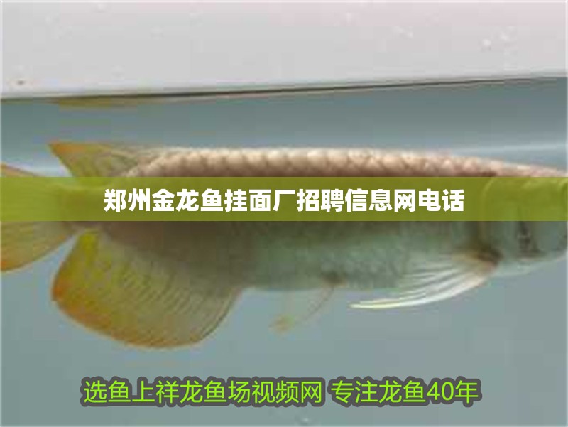 鄭州金龍魚掛面廠招聘信息網(wǎng)電話