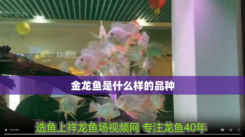 金龍魚是什么樣的品種