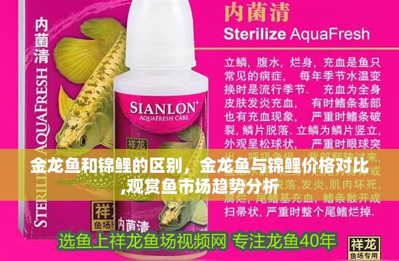金龍魚和錦鯉的區別,金龍魚與錦鯉價格對比,觀賞魚市場趨勢分析 龍魚百科 第2張 金龍魚和錦鯉的區別,金龍魚與錦鯉價格對比,觀賞魚市場趨勢分析 金龍魚和錦鯉的區別,金龍魚與錦鯉價格對比,觀賞魚市場趨勢分析 龍魚百科 第2張