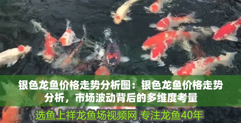 銀色龍魚價格走勢分析圖：銀色龍魚價格走勢分析，市場波動背后的多維度考量