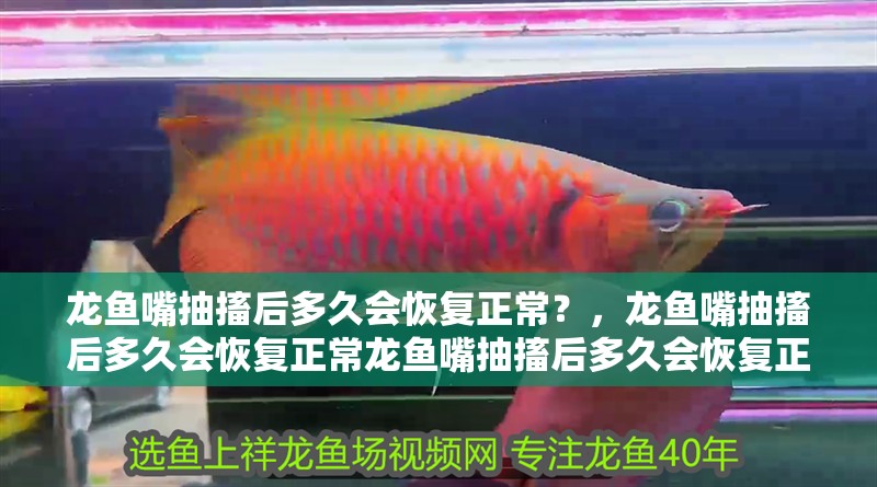 詳細閱讀:龍魚嘴抽搐后多久會恢復正常?,龍魚嘴抽搐后多久會恢復正常龍魚嘴抽搐后多久會恢復正常 龍魚嘴抽搐后多久會恢復正常?,龍魚嘴抽搐后多久會恢復正常龍魚嘴抽搐后多久會恢復正常