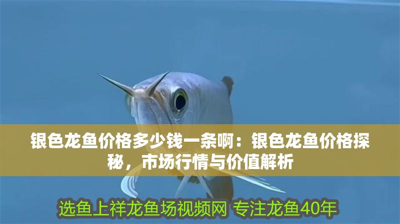 銀色龍魚價格多少錢一條啊：銀色龍魚價格探秘，市場行情與價值解析