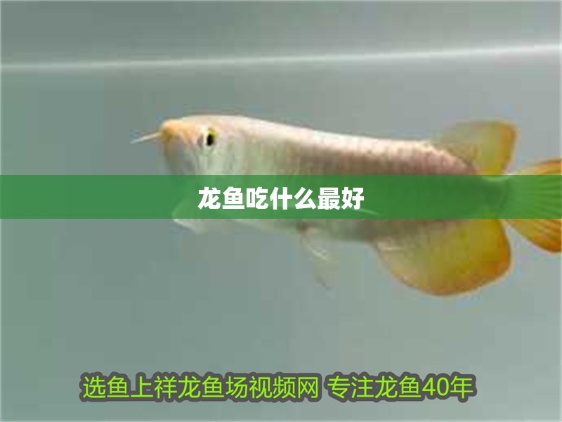 龍魚吃什么最好
