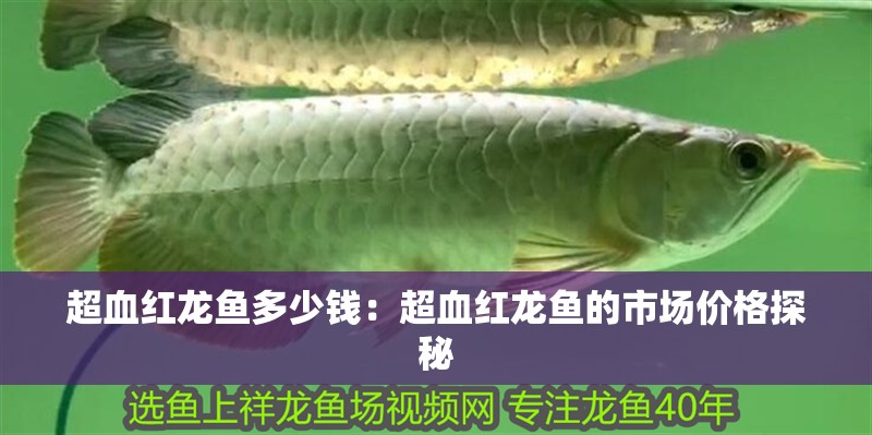 超血紅龍魚多少錢：超血紅龍魚的市場價格探秘