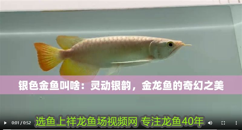 銀色金魚叫啥：靈動銀韻，金龍魚的奇幻之美