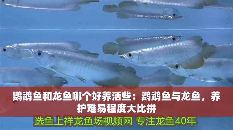鸚鵡魚和龍魚哪個好養活些：鸚鵡魚與龍魚，養護難易程度大比拼
