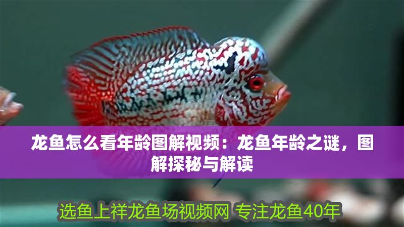 龍魚怎么看年齡圖解視頻：龍魚年齡之謎，圖解探秘與解讀