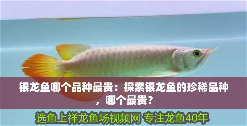 銀龍魚哪個品種最貴：探索銀龍魚的珍稀品種，哪個最貴？