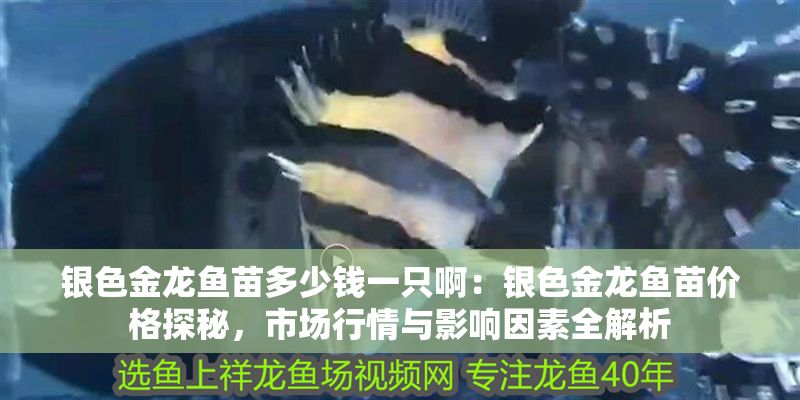 銀色金龍魚苗多少錢一只啊：銀色金龍魚苗價格探秘，市場行情與影響因素全解析