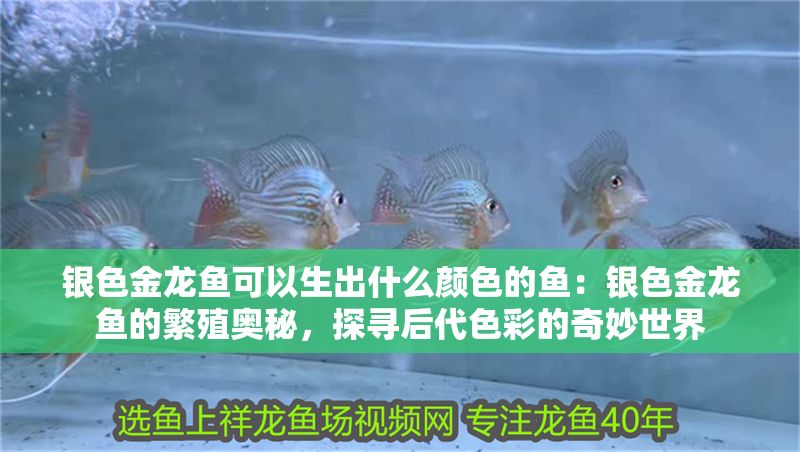銀色金龍魚可以生出什么顏色的魚：銀色金龍魚的繁殖奧秘，探尋后代色彩的奇妙世界