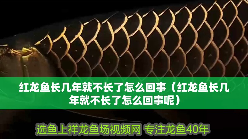 紅龍魚長幾年就不長了怎么回事（紅龍魚長幾年就不長了怎么回事呢）