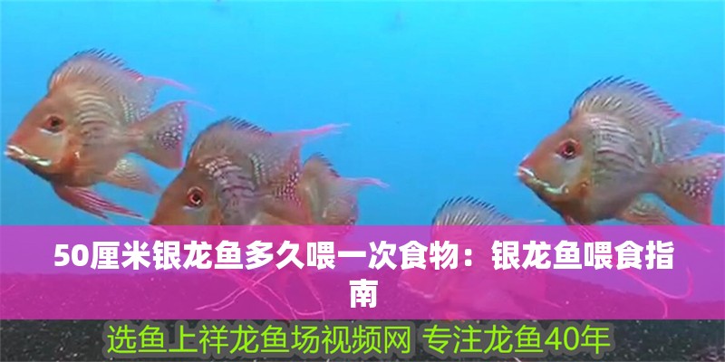 50厘米銀龍魚多久喂一次食物：銀龍魚喂食指南