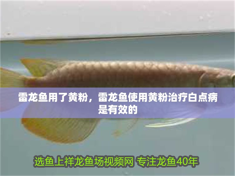 雷龍魚用了黃粉，雷龍魚使用黃粉治療白點病是有效的