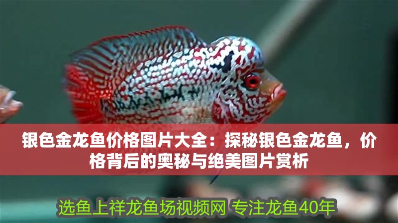銀色金龍魚價格圖片大全：探秘銀色金龍魚，價格背后的奧秘與絕美圖片賞析