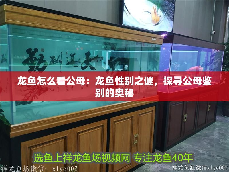 龍魚怎么看公母：龍魚性別之謎，探尋公母鑒別的奧秘