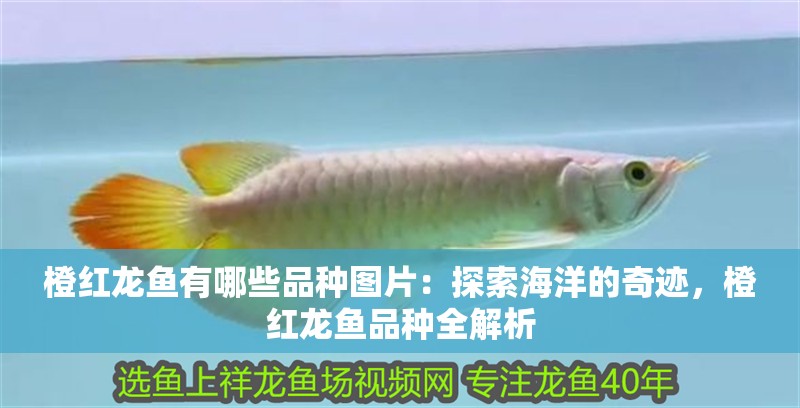 橙紅龍魚有哪些品種圖片：探索海洋的奇跡，橙紅龍魚品種全解析