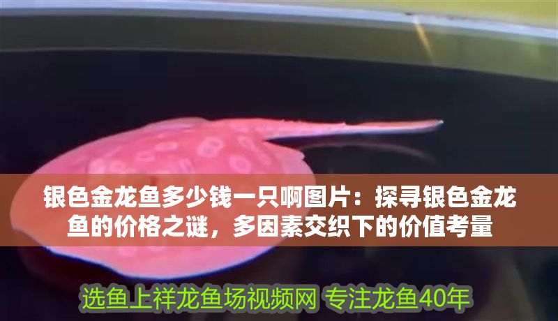 銀色金龍魚多少錢一只啊圖片：探尋銀色金龍魚的價格之謎，多因素交織下的價值考量