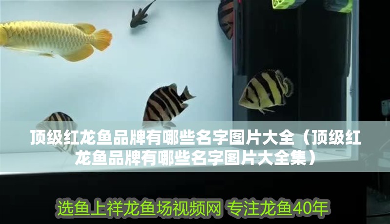 頂級紅龍魚品牌有哪些名字圖片大全（頂級紅龍魚品牌有哪些名字圖片大全集）