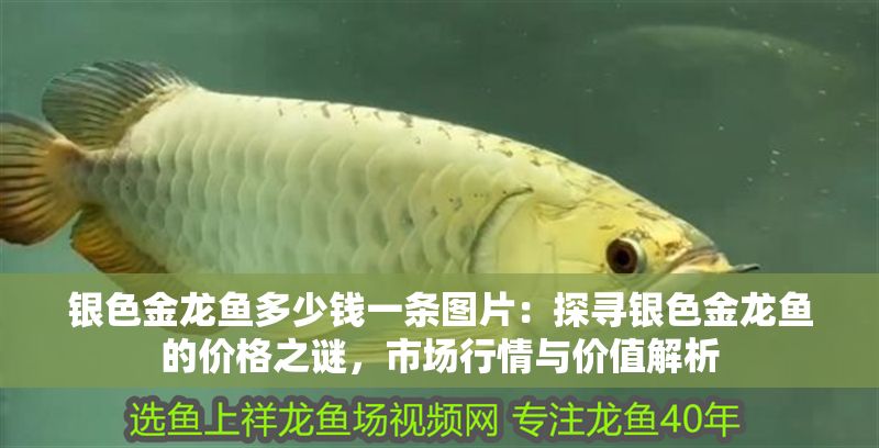銀色金龍魚多少錢一條圖片：探尋銀色金龍魚的價格之謎，市場行情與價值解析