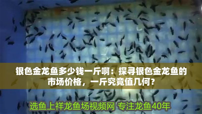 銀色金龍魚多少錢一斤?。禾綄ゃy色金龍魚的市場價格，一斤究竟值幾何？