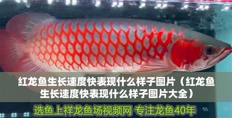 紅龍魚生長速度快表現什么樣子圖片（紅龍魚生長速度快表現什么樣子圖片大全）