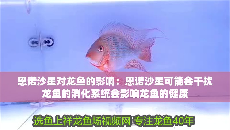 恩諾沙星對龍魚的影響：恩諾沙星可能會干擾龍魚的消化系統會影響龍魚的健康