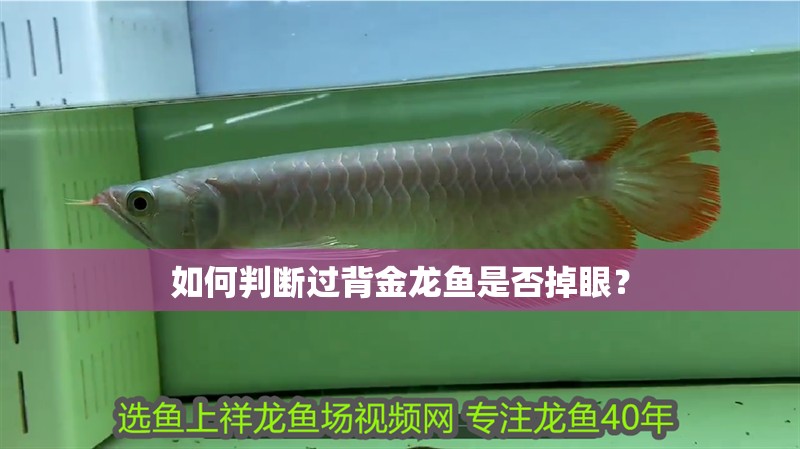 如何判斷過背金龍魚是否掉眼？