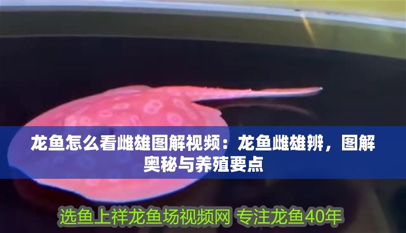 龍魚怎么看雌雄圖解視頻：龍魚雌雄辨，圖解奧秘與養殖要點
