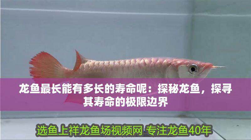 龍魚(yú)最長(zhǎng)能有多長(zhǎng)的壽命呢：探秘龍魚(yú)，探尋其壽命的極限邊界