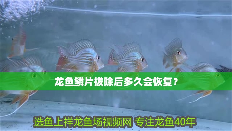 龍魚鱗片拔除后多久會恢復？