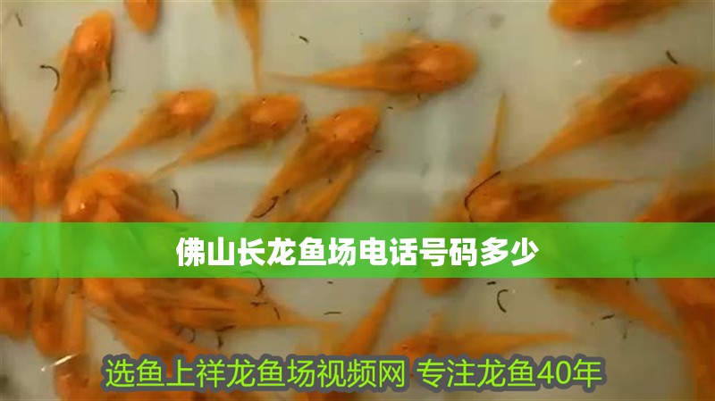 佛山長龍魚場電話號碼多少