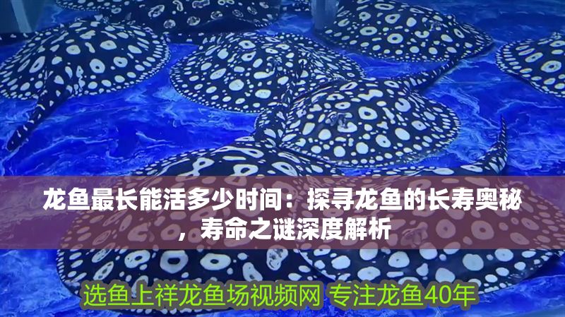 龍魚最長能活多少時間：探尋龍魚的長壽奧秘，壽命之謎深度解析