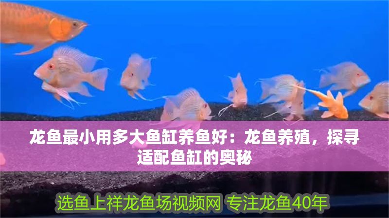 龍魚最小用多大魚缸養(yǎng)魚好：龍魚養(yǎng)殖，探尋適配魚缸的奧秘