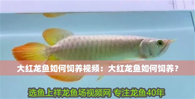 大紅龍魚如何飼養視頻：大紅龍魚如何飼養？