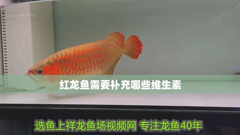 紅龍魚需要補充哪些維生素