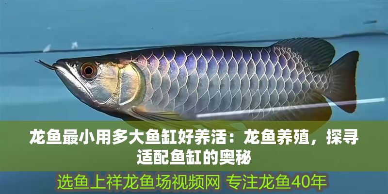 龍魚最小用多大魚缸好養(yǎng)活：龍魚養(yǎng)殖，探尋適配魚缸的奧秘