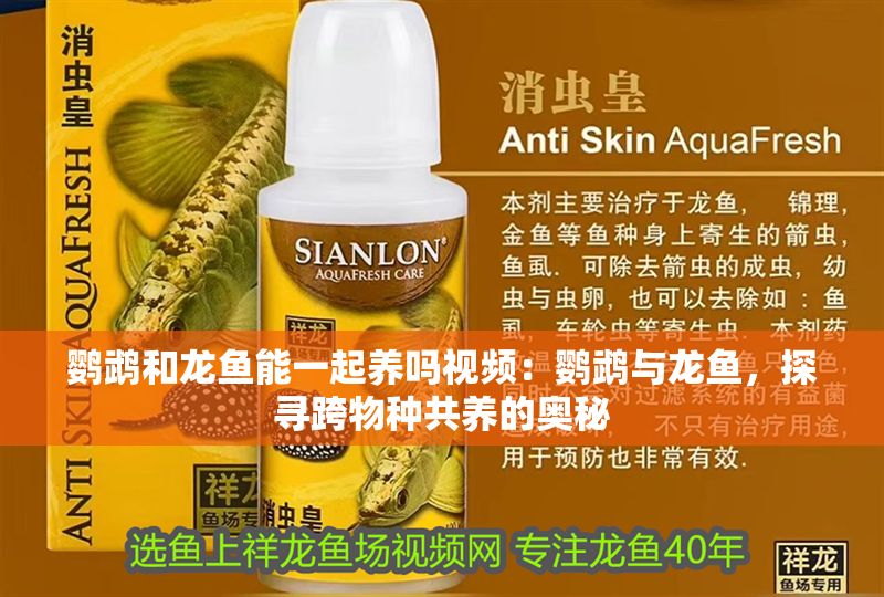 鸚鵡和龍魚能一起養嗎視頻：鸚鵡與龍魚，探尋跨物種共養的奧秘