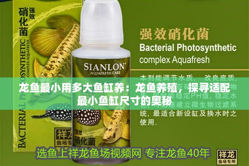 龍魚最小用多大魚缸養：龍魚養殖，探尋適配最小魚缸尺寸的奧秘