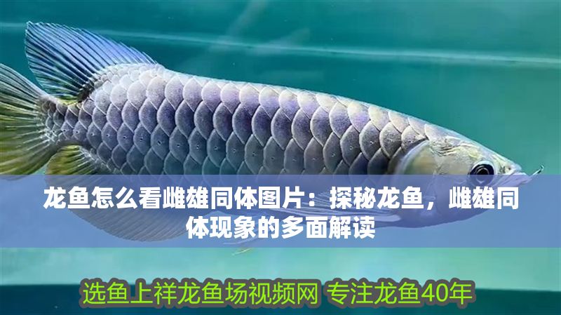 龍魚怎么看雌雄同體圖片：探秘龍魚，雌雄同體現象的多面解讀