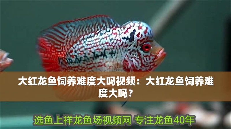 大紅龍魚飼養難度大嗎視頻：大紅龍魚飼養難度大嗎？