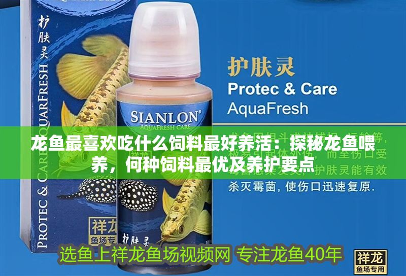 龍魚最喜歡吃什么飼料最好養(yǎng)活：探秘龍魚喂養(yǎng)，何種飼料最優(yōu)及養(yǎng)護要點