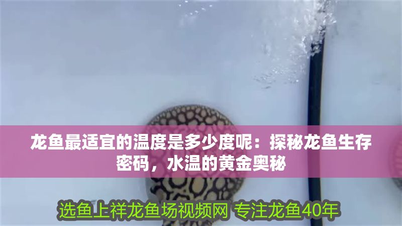 龍魚(yú)最適宜的溫度是多少度呢：探秘龍魚(yú)生存密碼，水溫的黃金奧秘