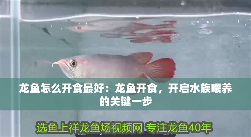 龍魚怎么開食最好：龍魚開食，開啟水族喂養的關鍵一步