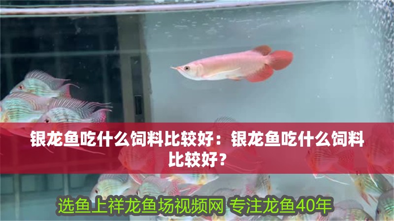 銀龍魚吃什么飼料比較好：銀龍魚吃什么飼料比較好？