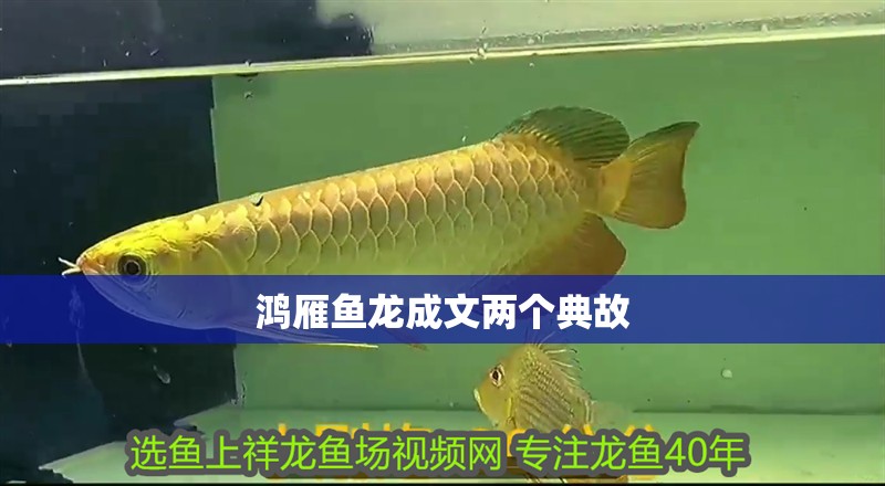 鴻雁魚龍成文兩個(gè)典故