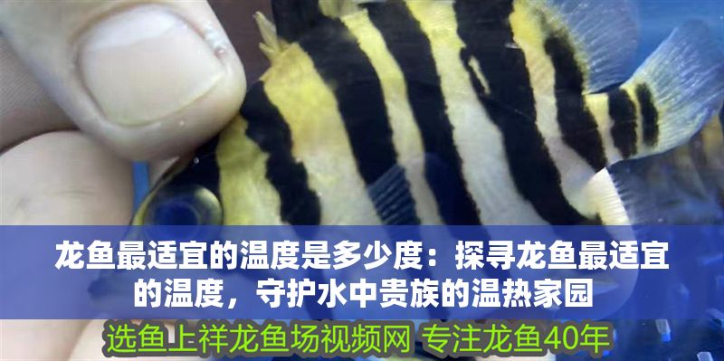 龍魚(yú)最適宜的溫度是多少度：探尋龍魚(yú)最適宜的溫度，守護(hù)水中貴族的溫?zé)峒覉@
